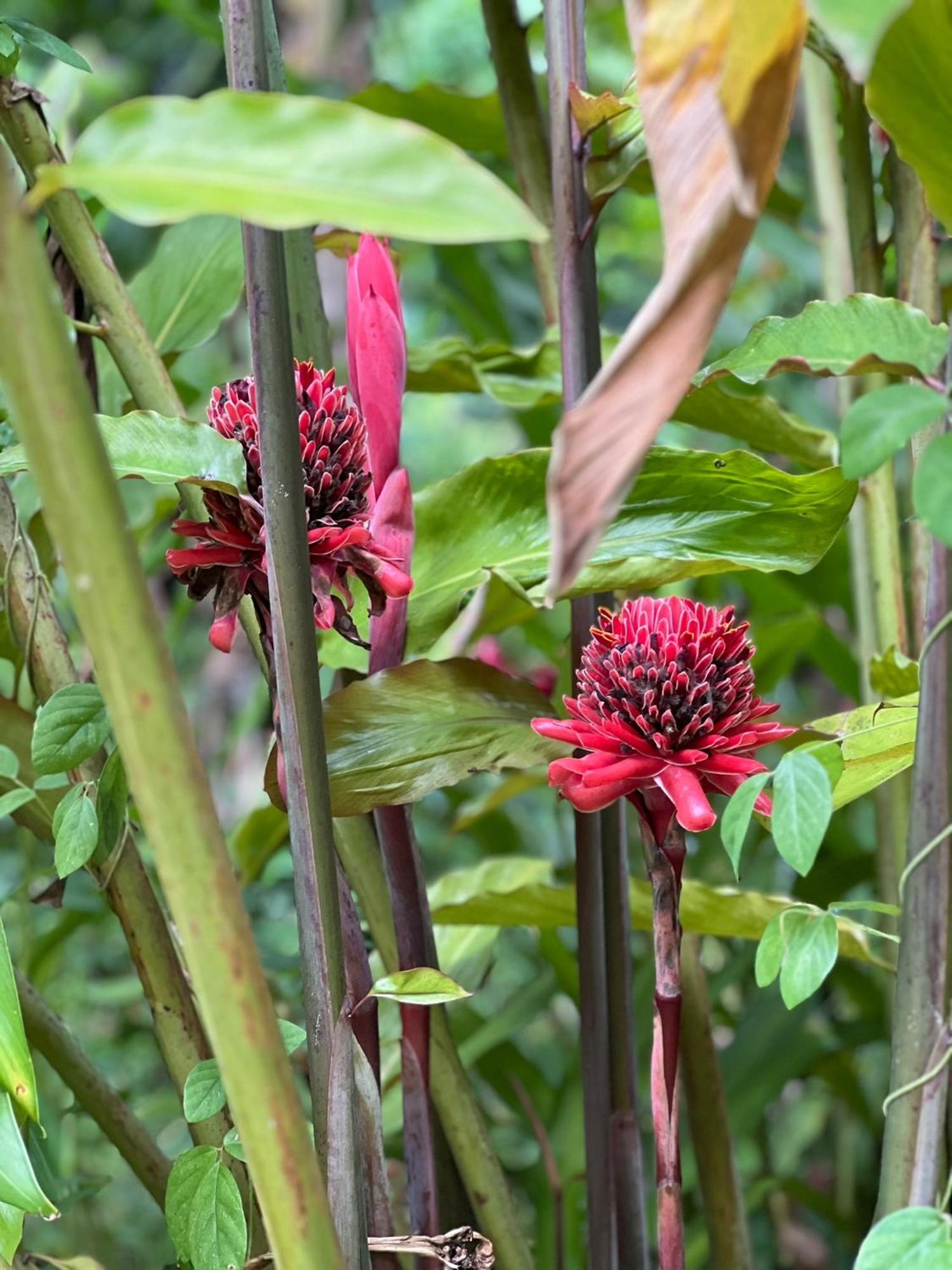 Le Jasmin De Nuit , Privatif *
