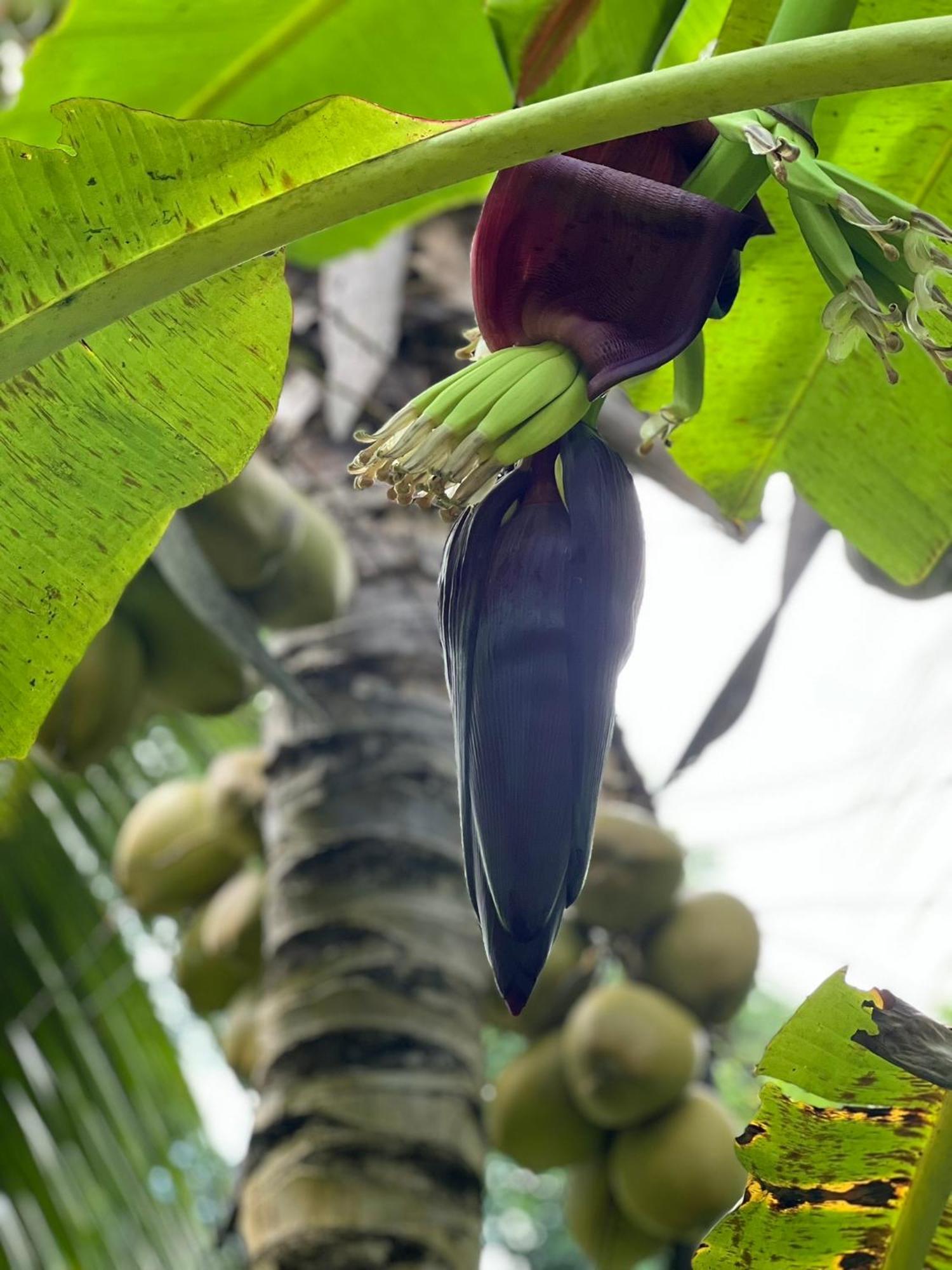 Le Jasmin De Nuit , Privatif Hébergement de vacances Les Abymes