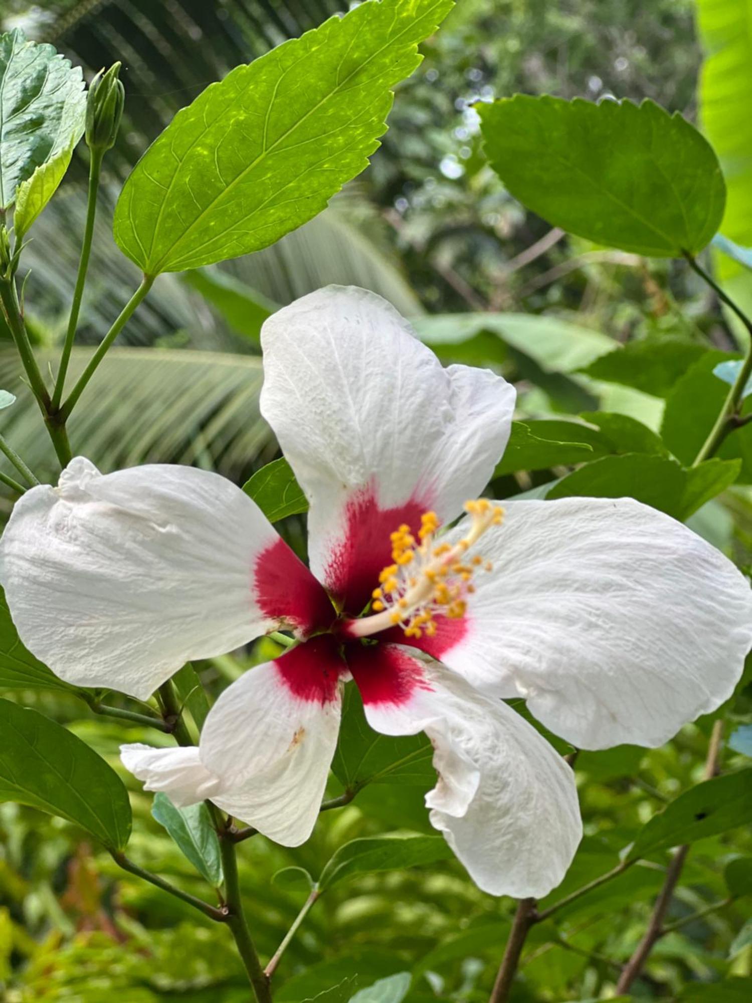 Le Jasmin De Nuit , Privatif Hébergement de vacances *
