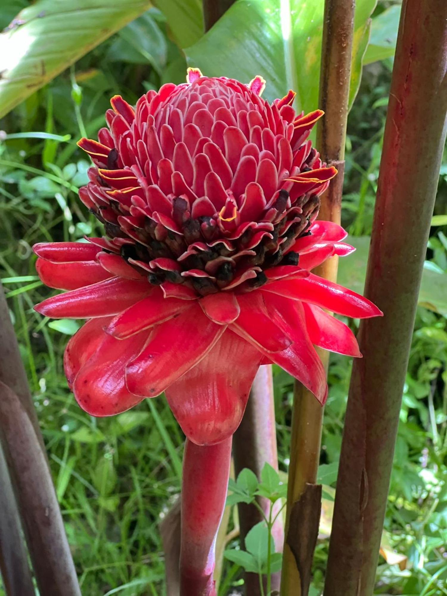 Ferienhaus Le Jasmin De Nuit , Privatif *
